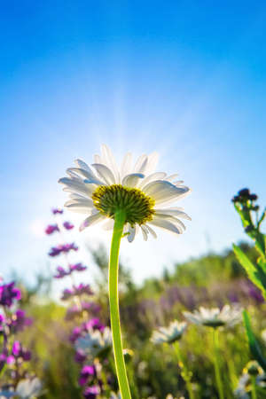 Beautiful white daisies in a green rural meadow in the rays of the bright sun. Rural landscape. Wild meadow flowers. Summer nature. Blue sky without clouds. Backlightの写真素材