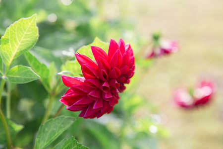 Beautiful big purple flower on green blurred background. Dahlia. Rural Park. Delicate green foliage illuminated by the sun. Summer day.の写真素材