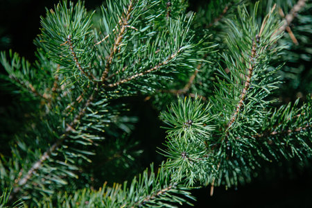 Fluffy green pine branches against the blue sky. Long needles. Christmas tree.