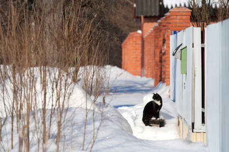 Winter landscape with white snow and black cat on snow.   A rustic appearance. Garden with fence. Rural place. Sunny day.の写真素材