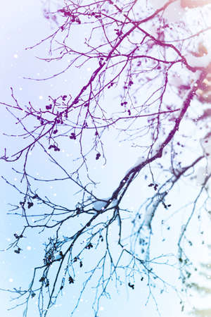 Snowy branches of the alders without leaves. Silhouette. Winter season. Icing. Sunlight.の写真素材