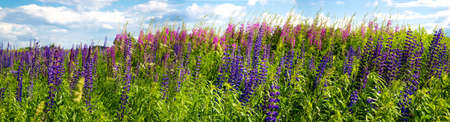 Beautiful purple flowers on a rural meadow. Lots of green vegetation. Sunny day. Summer season. Fragrant flowers. Eco-friendly nature. Blue sky with white clouds. Blurred background. Panoramaの写真素材