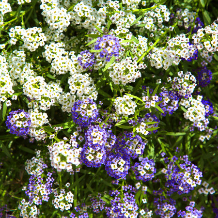 Beautiful white and purple flowers in the city Park. Background of small flowers. The view from the top.の写真素材