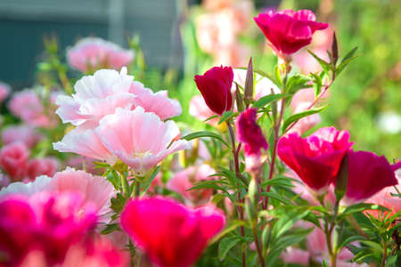 Beautiful purple and pink garden flowers. Rural Park. Lots of green vegetation. Clear sunny day. Blurred background.  Summer season.の写真素材