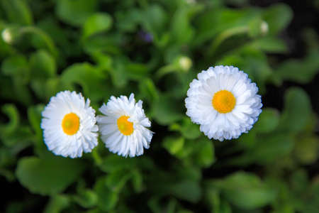 Beautiful delicate Daisy flowers on green grass background in rural garden. Delicate little petals of a flower, fluffy yellow stamens. Top viewの写真素材