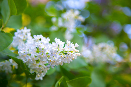 Beautiful lushwhite bunches of lilac in a rural Park. Blurred background. Macro mode. Summer season