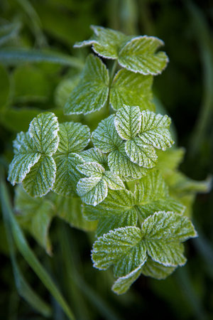 White frost on green leaves. Morning frosts. Beautiful snow pattern. Ice crystals. Autumn season.