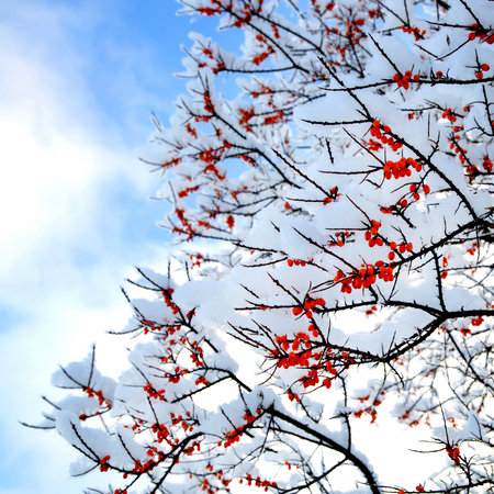 A branch of sea buckthorn covered with snow with red berries against the blue sky.