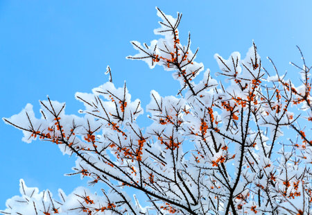 A branch of sea buckthorn covered with snow with red berries against the blue sky.