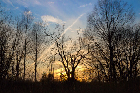 Dry trees affected by the fire. Dead trees without leaves. The nature of the victim from the elements. Summer season, blue sky with white clouds. Environmental disaster. Rural placeの写真素材