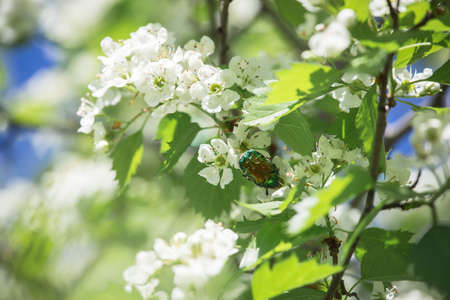White flowers on branches against a blue sky. Blooming Apple trees, cherries, viburnum, almonds. Spring and summer season. Rural garden. Clear sunny day. Blurred background. Panoramaの写真素材