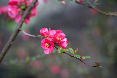 Beautiful pink and purple flowers on the branches. Spring blooming in rural areas and urban parks....