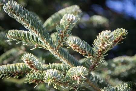 Beautiful lush fir branches. Delicate green needles. Nature. Rural Park. Coniferous tree. Close up.