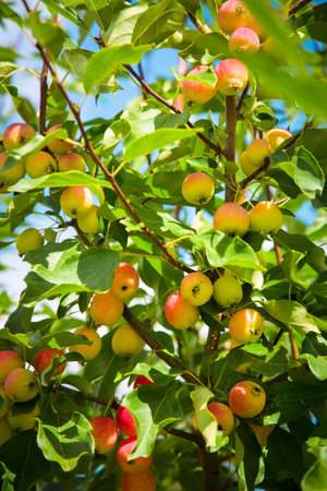 Beautiful red-yellow juicy apples in a rural garden. Big harvest. Many apples on the branch. Useful...