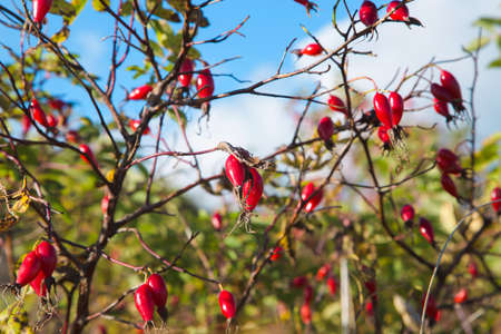 Red ripe berries of wild rose. Vitamin product. Wildlife. Autumn season. Blue sky and white clouds in the background.の写真素材