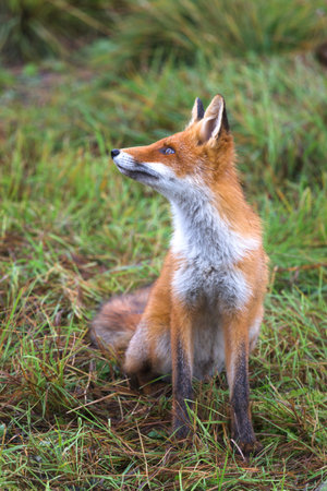 Beautiful young red Fox in the wild. A sly Fox with a white breast. A curious wild animal. Rural...