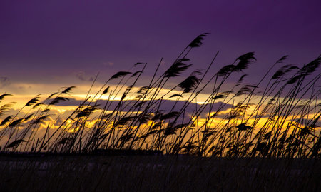 Silhouette of spikelet grass against background of colorful sky at sunset.