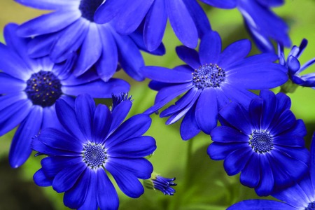 Bunch of beautiful blue cineraria flowers close upの写真素材
