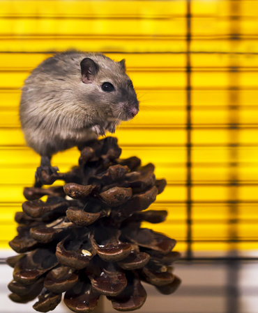 a brown and white gerbil, rodent, on white backgroundの写真素材