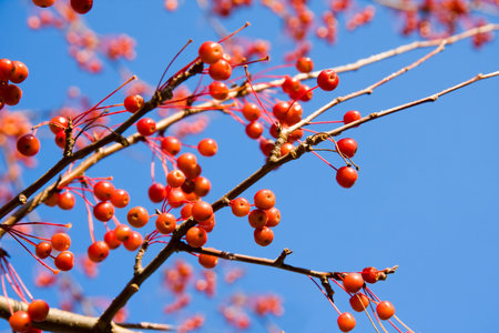 branches of a tree with red berries