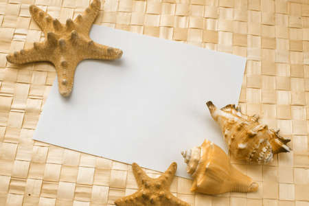 seashells on a white sheet of paper for your textの写真素材