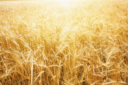 Wheat field and blue skyの写真素材