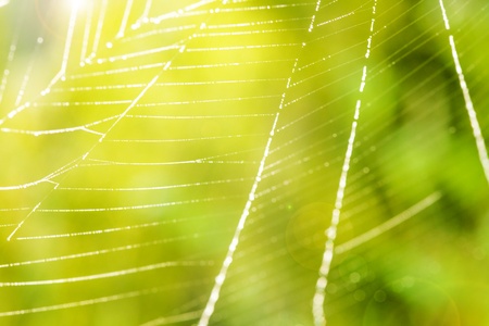 image of the spider web with water dropsの写真素材