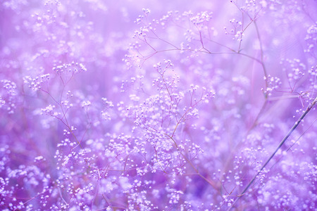 purple background with small flowersの写真素材