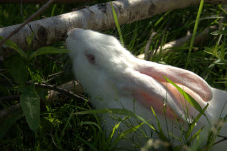 rabbit on the lawnの写真素材