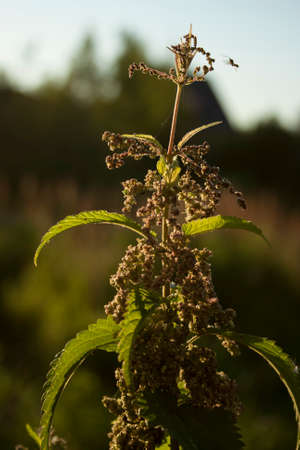 nettle at sunsetの写真素材