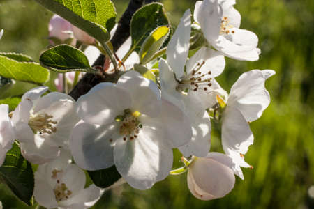 apple tree in bloomの写真素材