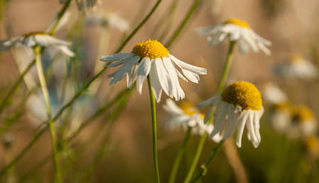 chamomile meadowの写真素材