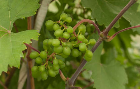 green grapesの写真素材