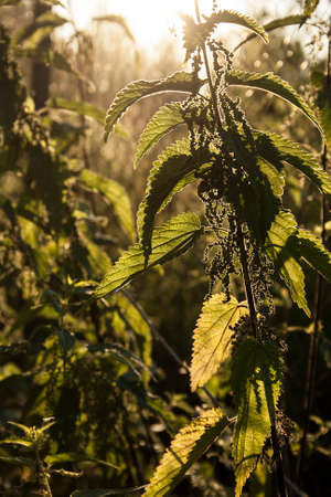 nettle at sunsetの写真素材