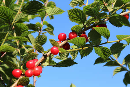 Red ripe cherry on a branch.の写真素材