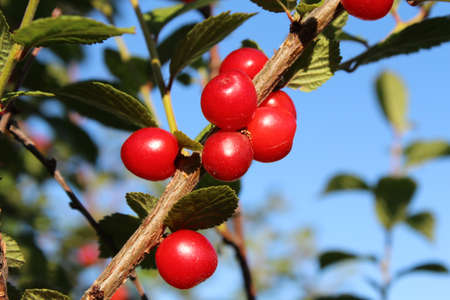  Red ripe cherry on a branch.の写真素材