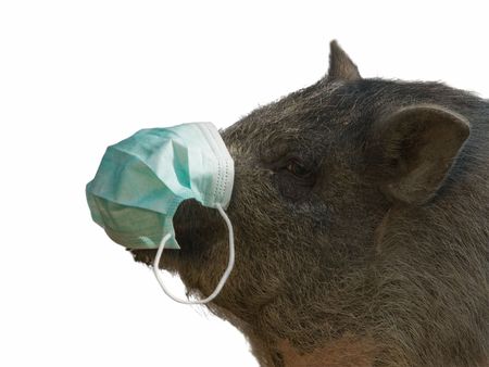pig with blue gauze bandage isolated on whiteの写真素材
