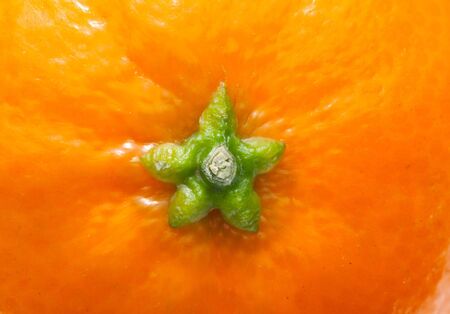 Macro shot of citrus top partの写真素材