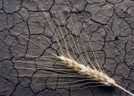 Close-up of ear over cracked ground backgroundの写真素材