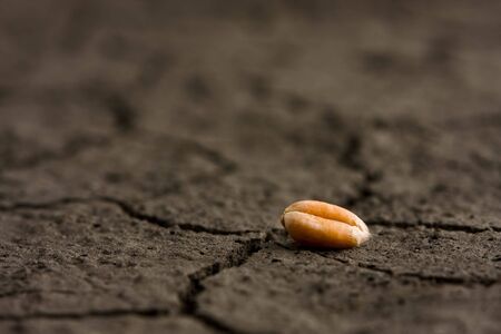 Macro of one gold corn on dehydrated groundの写真素材