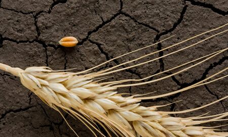 Single corn and ear on wasteland backgroundの写真素材