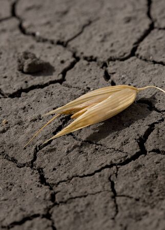 Macro of one oat corn on dehydrated groundの写真素材