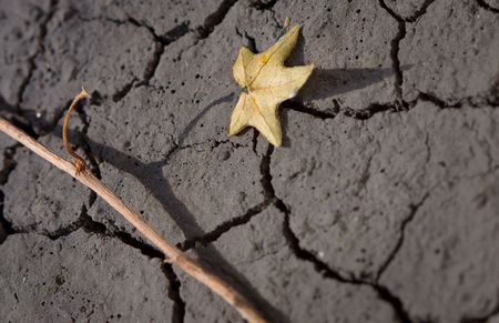parched plant on cracked soil as wasteland conceptの写真素材