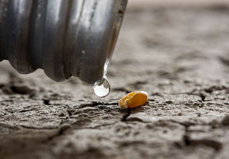 macro of water drop and one corn over dry soil - hope conceptの写真素材
