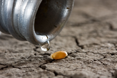 macro of water drop from flask and grain on parched soilの写真素材