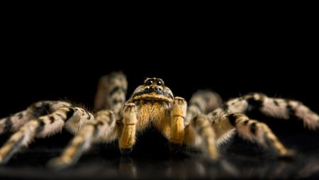 Macro of tarantula on black reflective plane, low point of viewの写真素材