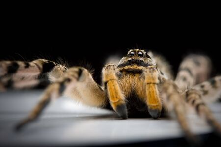 extreme macro of tarantula waiting for attackの写真素材