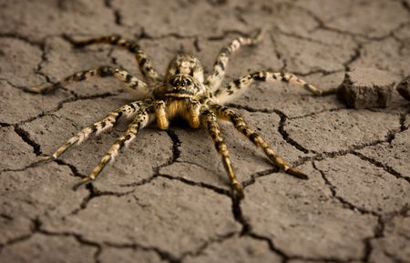 Macro shot of venomous spider on dry eroded soil textureの写真素材
