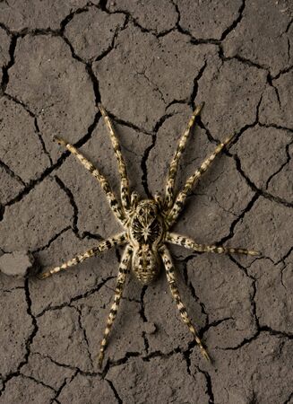 Close up of tarantula in desert, from above shotの写真素材