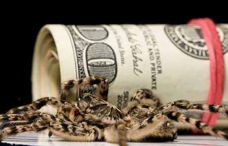 Macro of poison spider near dollar roll isolated on black, finance protection conceptの写真素材